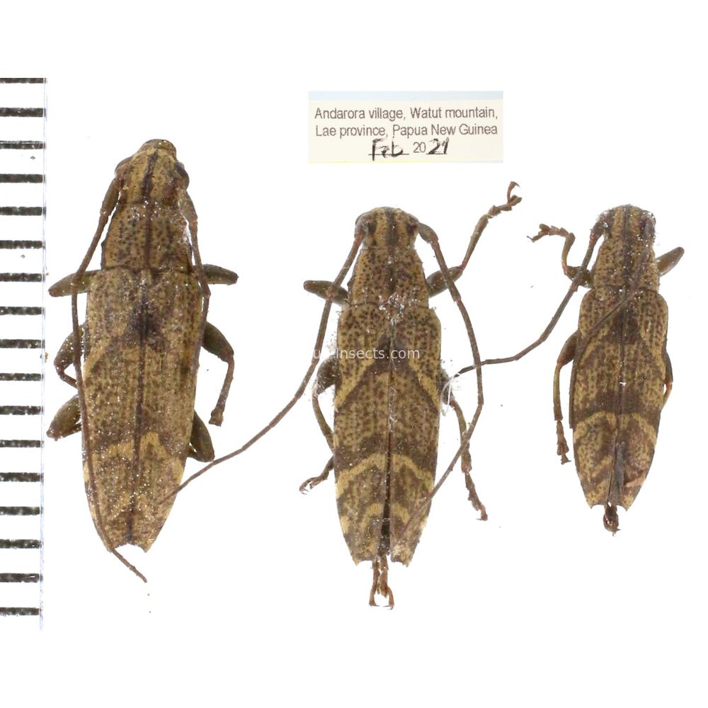 Tmesisternus sp. from Lae province, Papua New Guinea