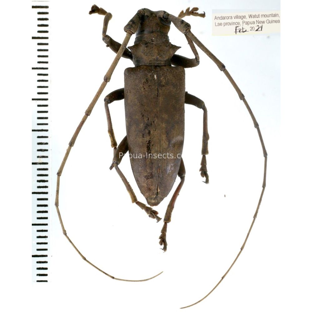 Acalolepta sp. from Lae province, Papua New Guinea