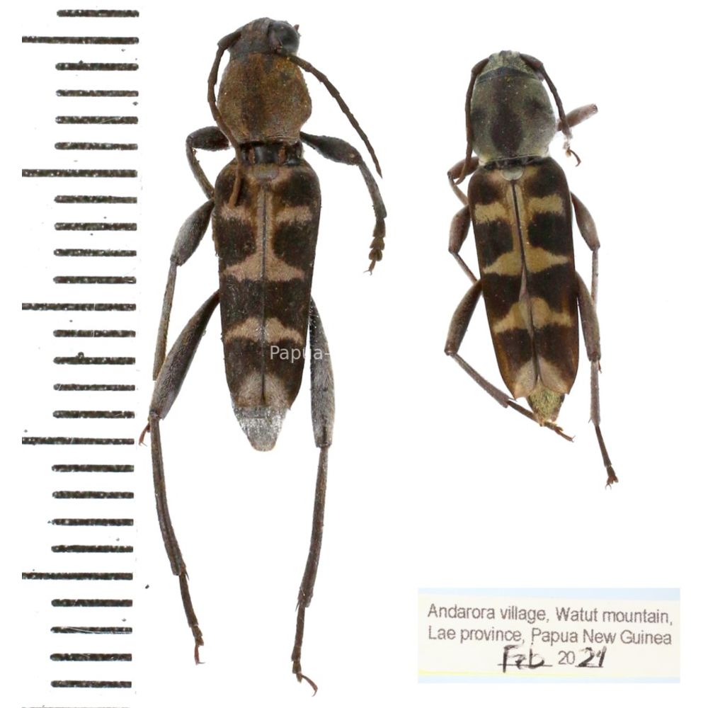 Chlorophorus sp. from Lae province, Papua New Guinea