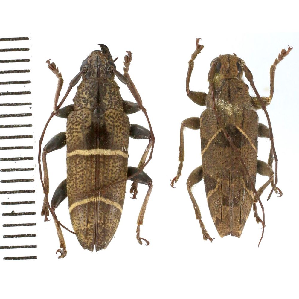 Tmesisternus sp. from Lae province, Papua New Guinea