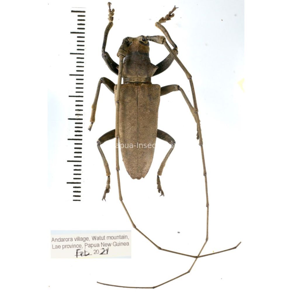 Acalolepta sp. from Lae province, Papua New Guinea