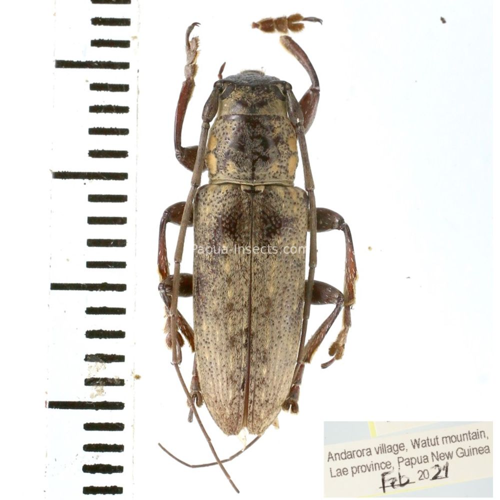 Sybra sp. from Lae province, Papua New Guinea