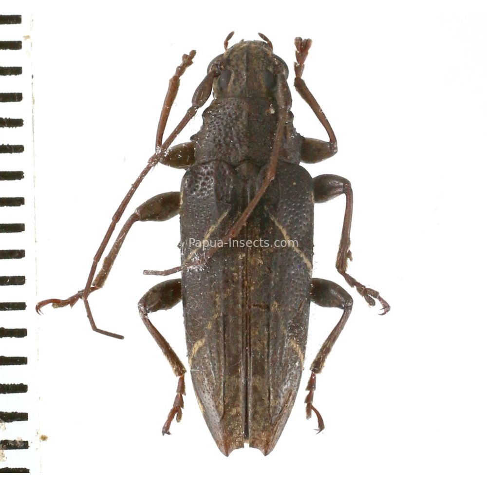 Tmesisternus sp. from Lae province, Papua New Guinea