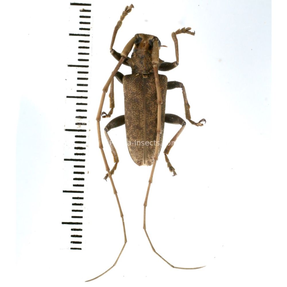 Acalolepta sp. from Lae province, Papua New Guinea