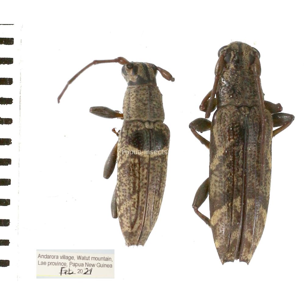 Tmesisternus sp. from Lae province, Papua New Guinea