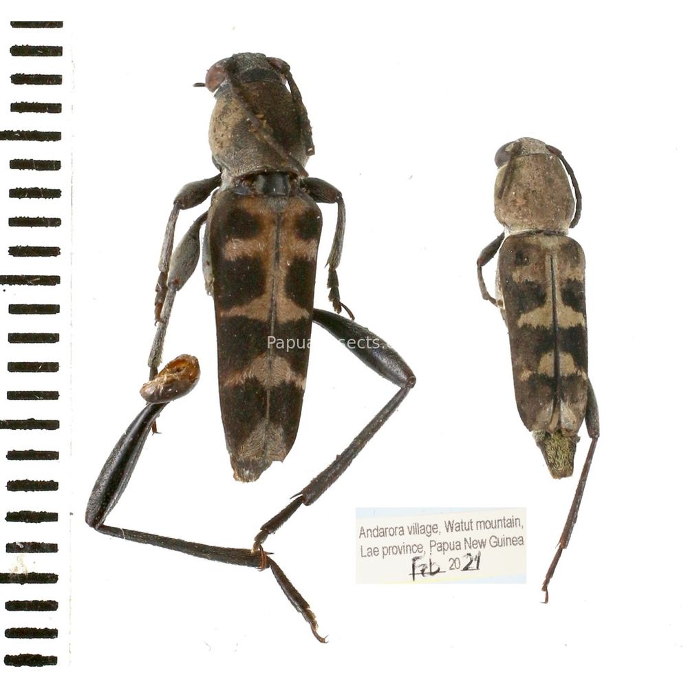 Chlorophorus sp. from Lae province, Papua New Guinea