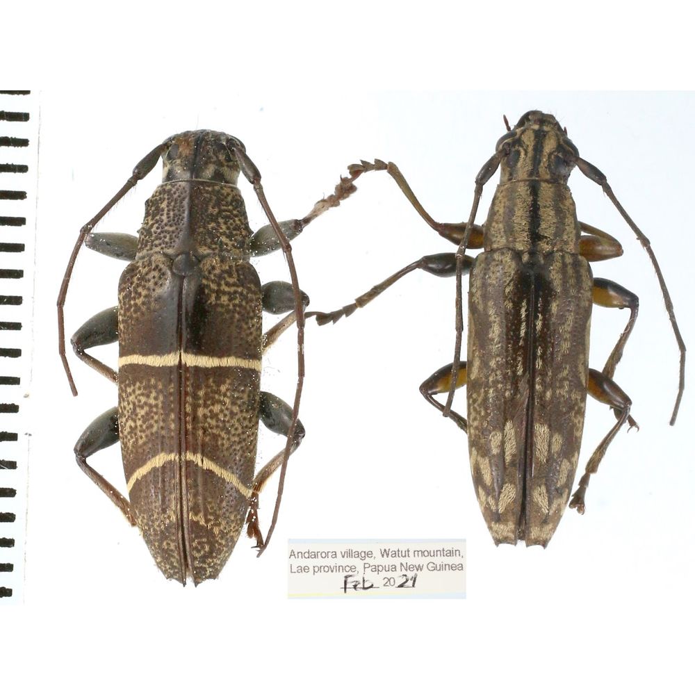 Tmesisternus sp. from Lae province, Papua New Guinea