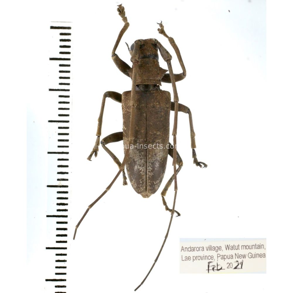 Acalolepta sp. from Lae province, Papua New Guinea