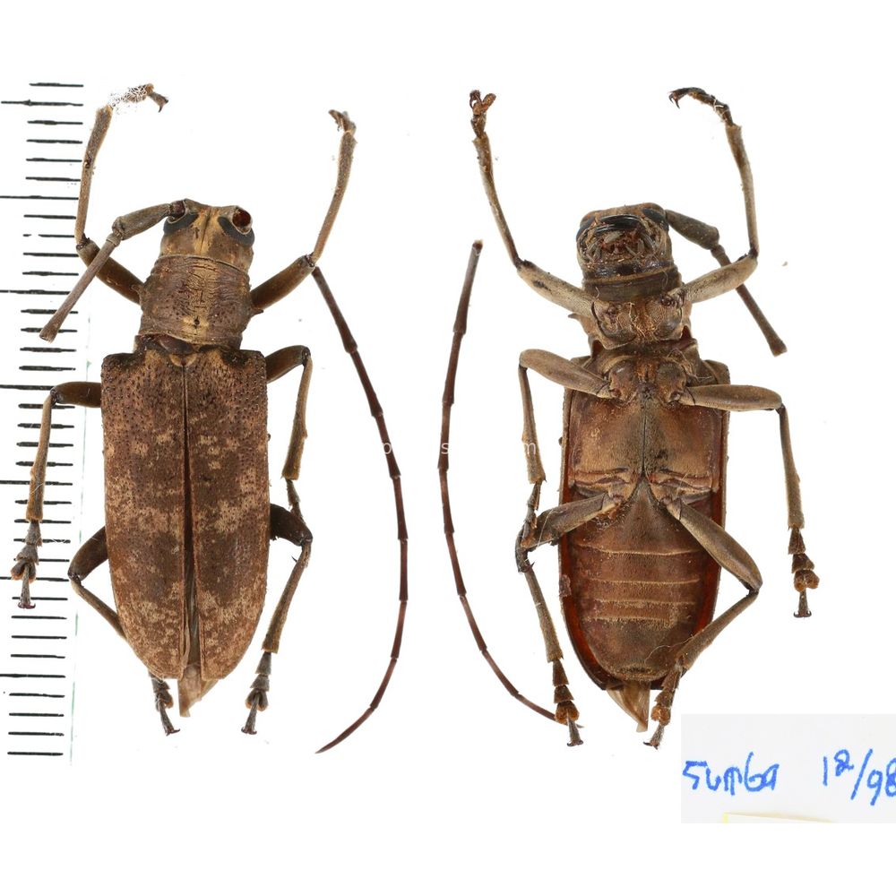 Pelargoderus sp. from Sumba island, Indonesia