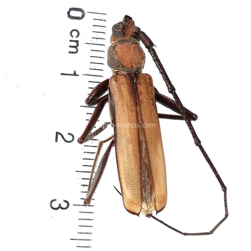 Xystrocera apiculata from Jayapura province, West Papua, Indonesia