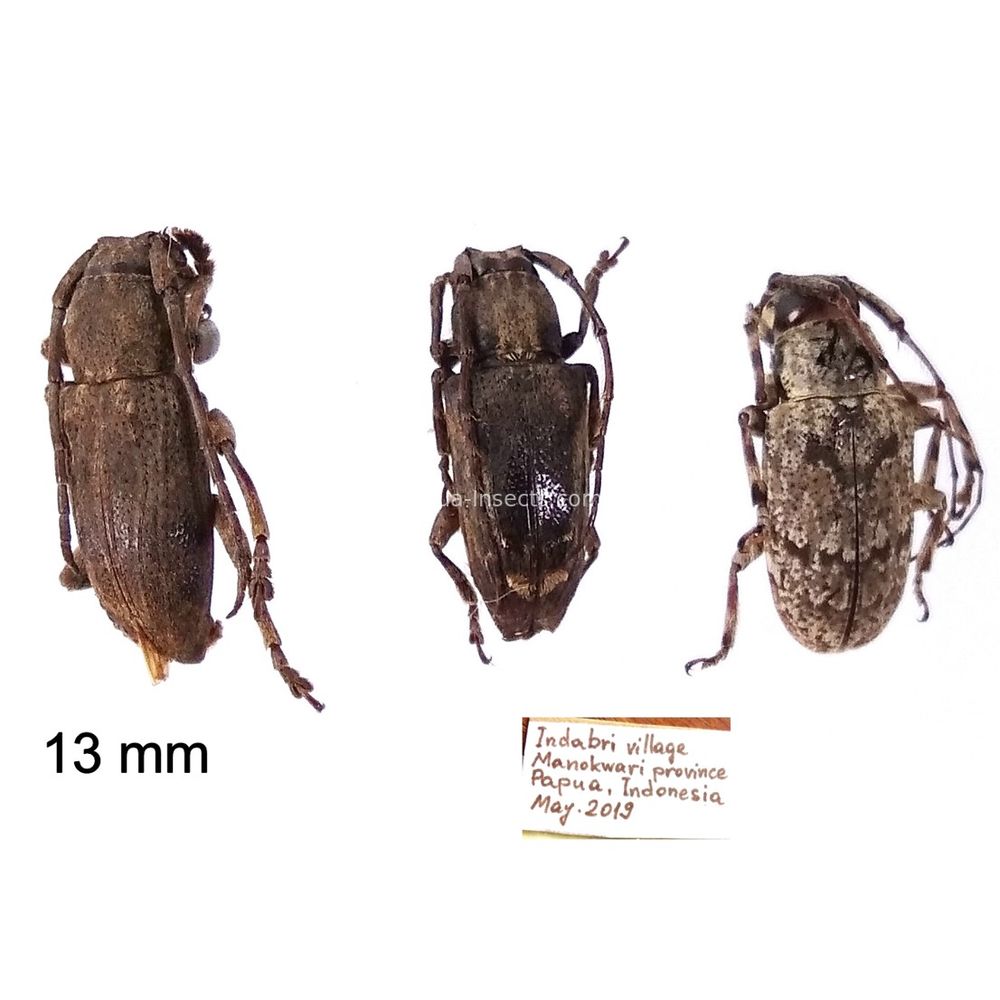 Pterolophia sp. from Manokwari province, West Papua, Insonesia