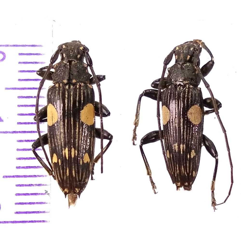 Pascoea degenerata from Manokwari province, West Papua of Indonesia