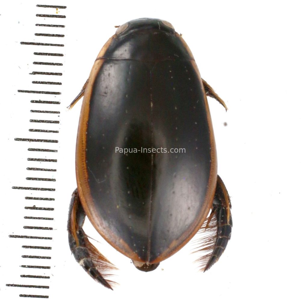 Dytiscinae sp. from Lae province, Papua New Guinea