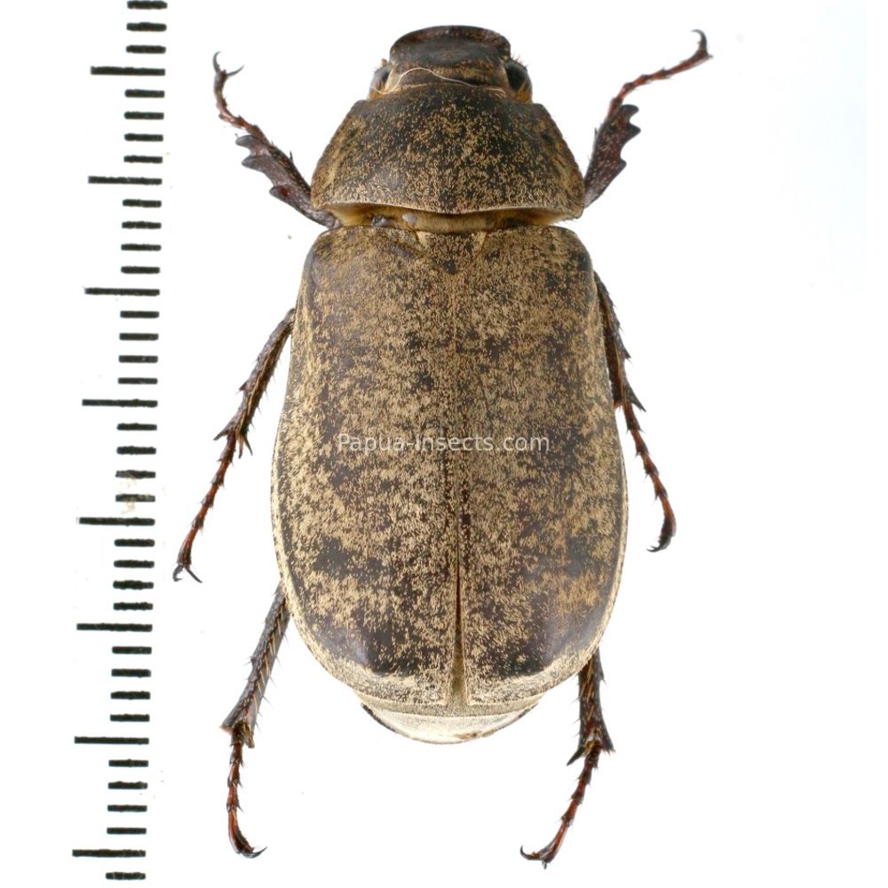 Melolonthinae sp. from Lae province, Papua New Guinea