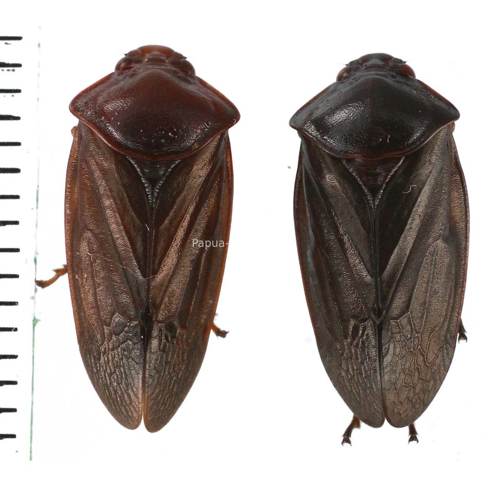 Fulgoridae Fulgorinae Pyrops Penthicodes from Bali island of Indonesia