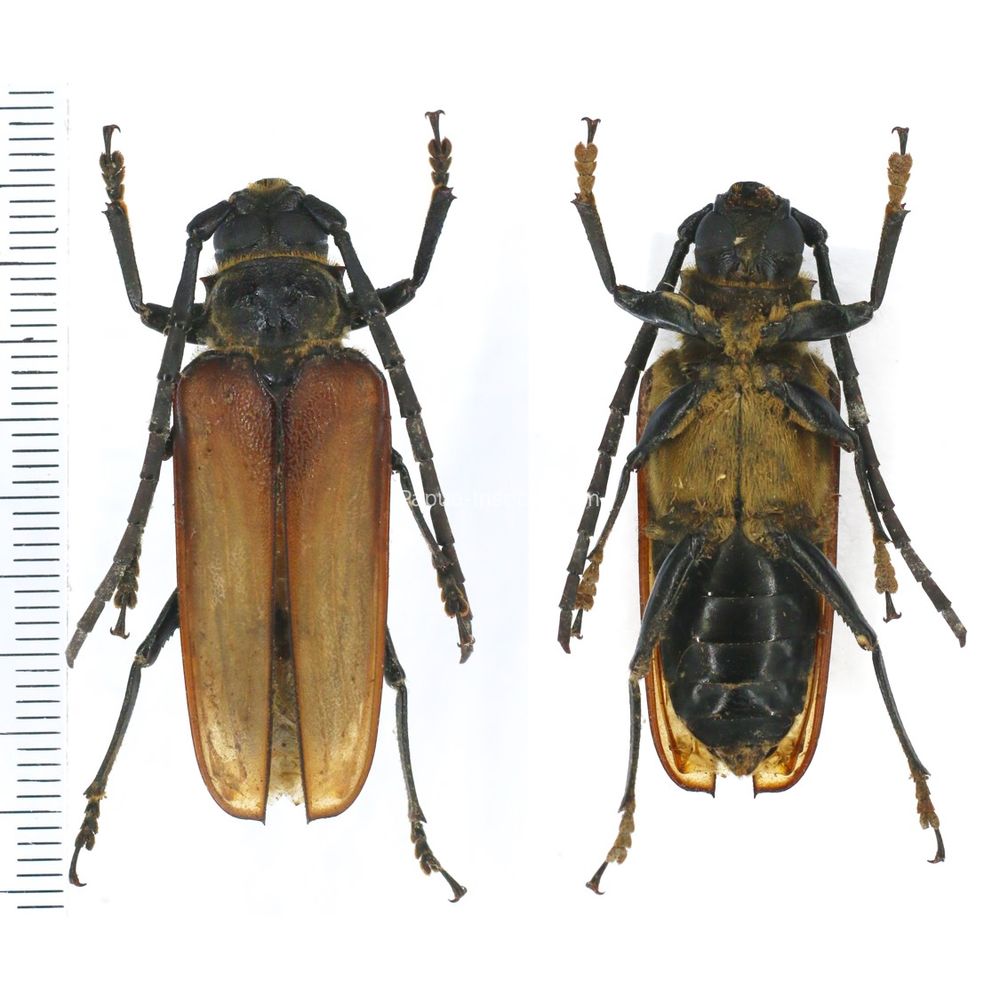 Osphryon pallidipennis 41mm from Jayapura province West Papua, Indonesia