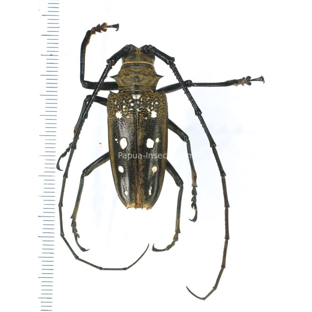 Batocera matzdorffi 40mm from Jayapura province West Papua, Indonesia