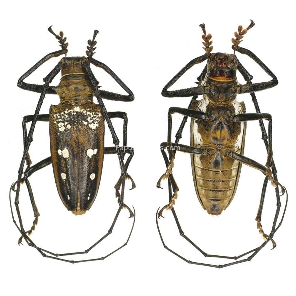 Batocera matzdorffi 46mm from Jayapura province, West Papua, Indonesia