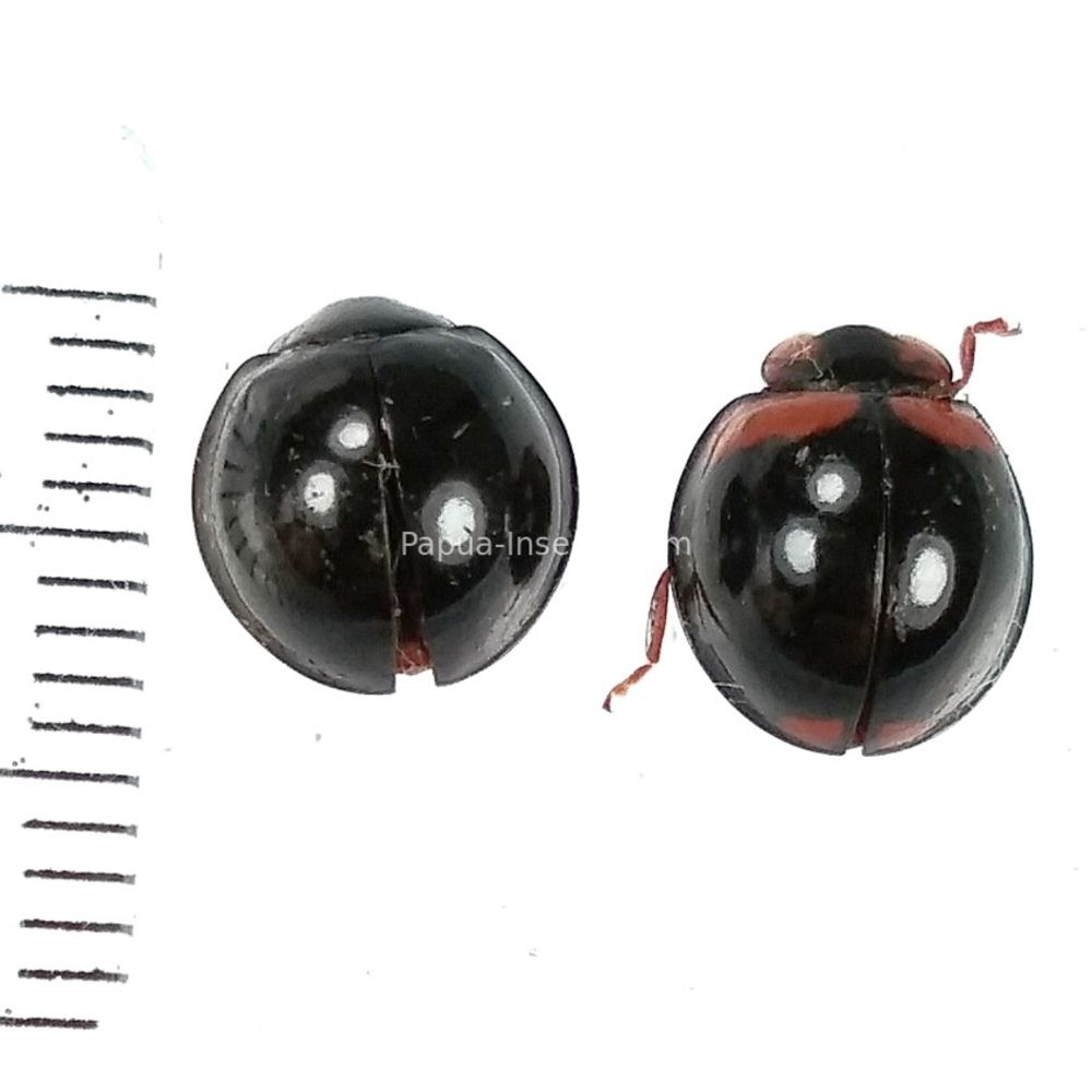 Coccinellidae sp. from Jayapura province, West Papua, Indonesia