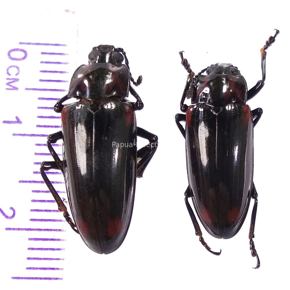 Erotylidae from Manokwari province, West Papua, Indonesia