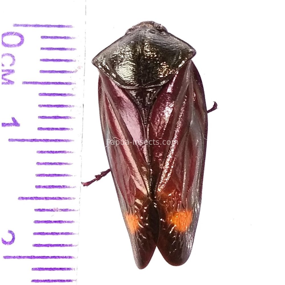 Fulgoridae Fulgorinae from Wamena province, West Papua, Indonesia