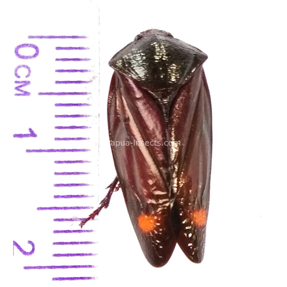 Fulgoridae Fulgorinae from Wamena province, West Papua, Indonesia