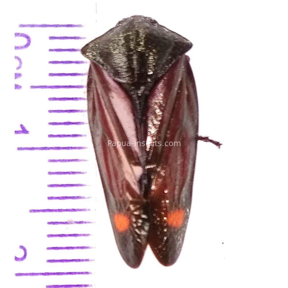 Fulgoridae Fulgorinae from Wamena province, West Papua, Indonesia