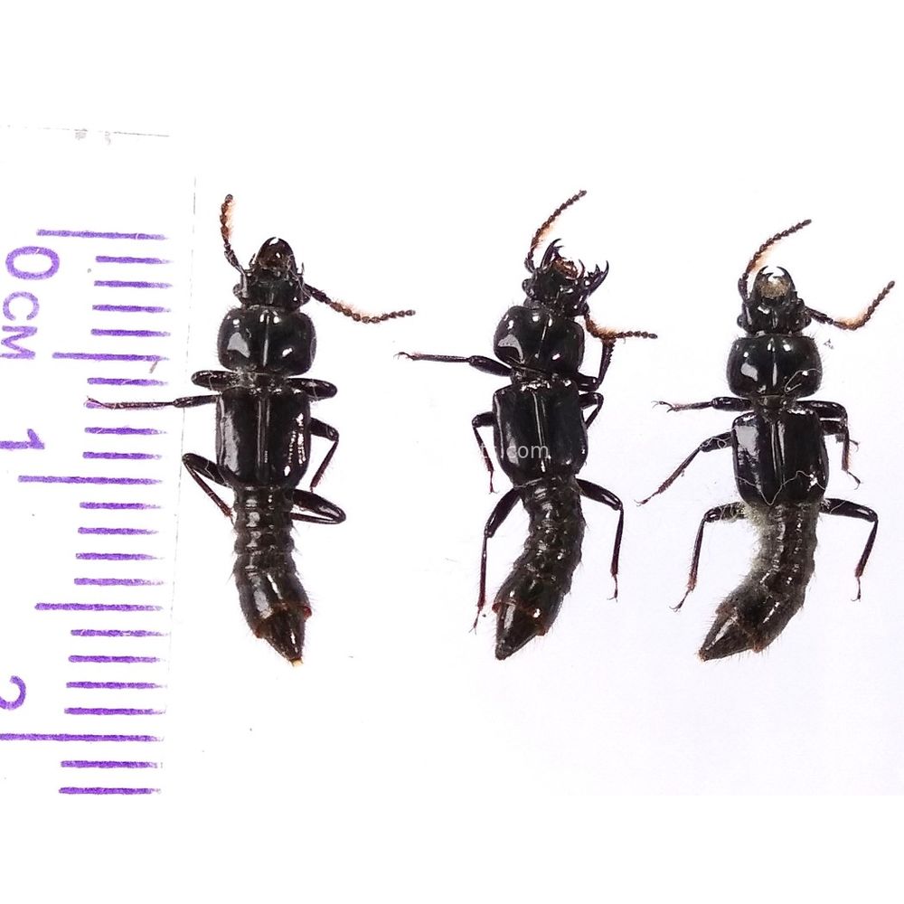 Staphylinidae from Manokwari province, West Papua, Indonesia