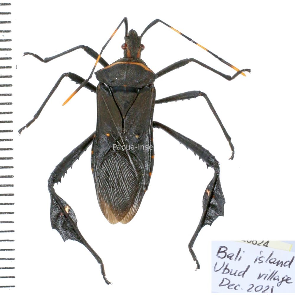 Coreidae sp. from Bali island, Indonesia