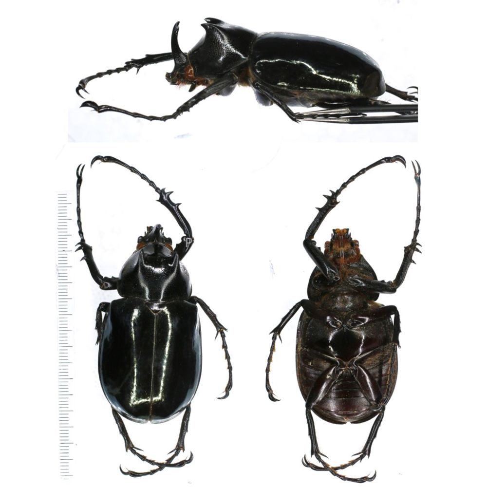 Chalcosoma causcusus from Sumatra, Indonesia