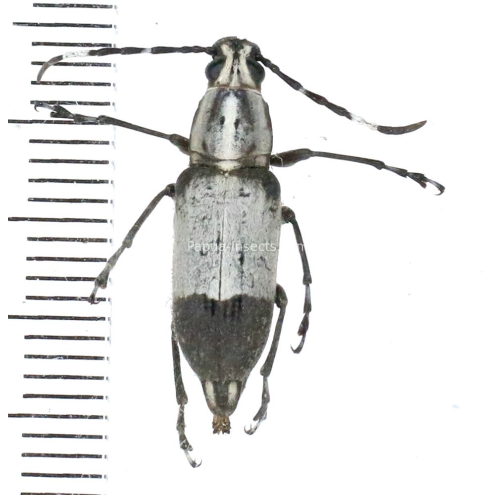 Anthribidae sp. from Ambon island, Indonesia