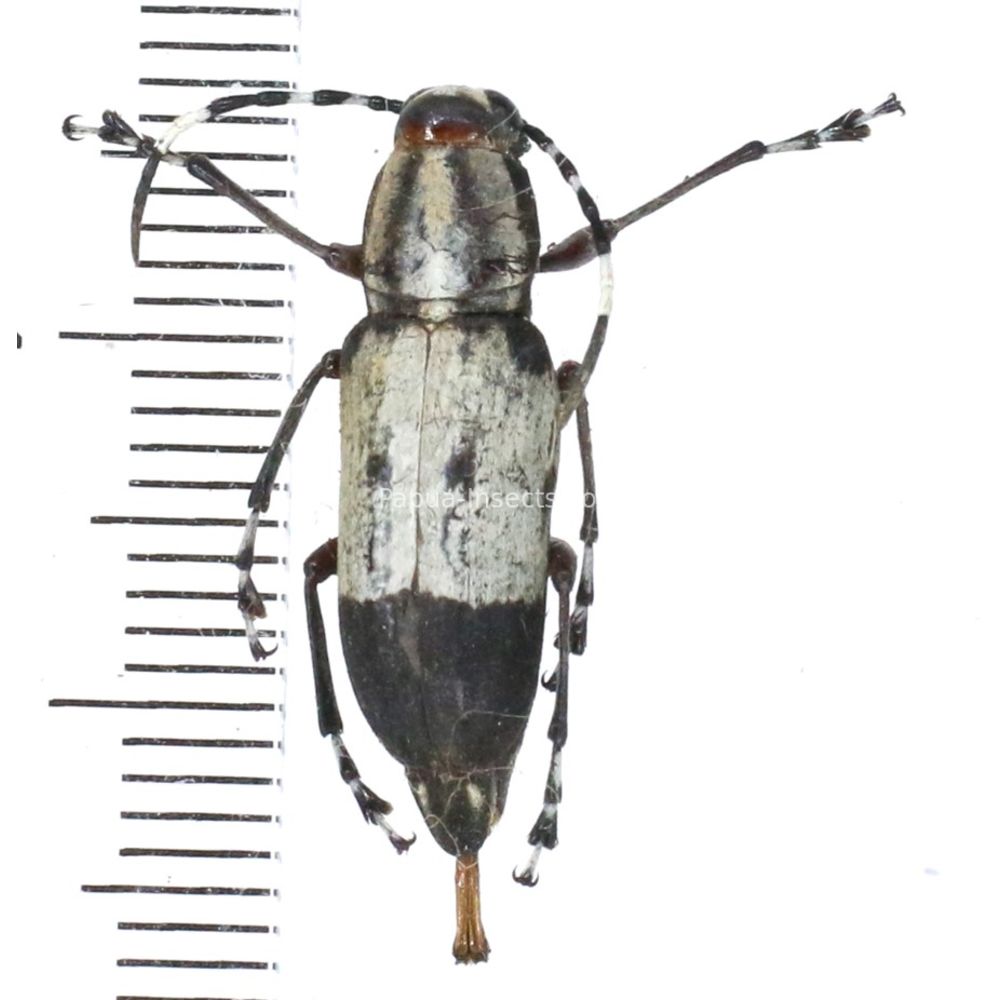 Anthribidae sp. from Ambon island, Indonesia