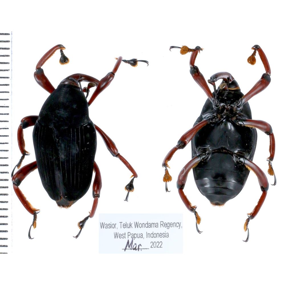 Rhynchophorus sp. - Dryopthoridae from Wasior province, West Papua, Insonesia