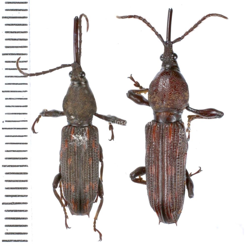 Ectocemus sp. from Jayapura province, West Papua, Insonesia