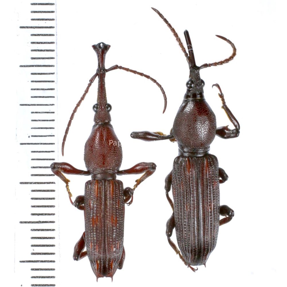 Ectocemus sp. from Jayapura province, West Papua, Insonesia