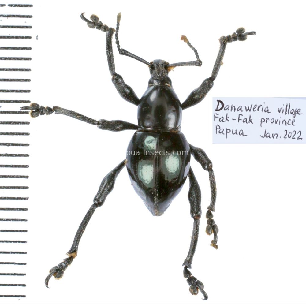 Behrensiellus sp. from Fak-Fak province, West Papua, Insonesia