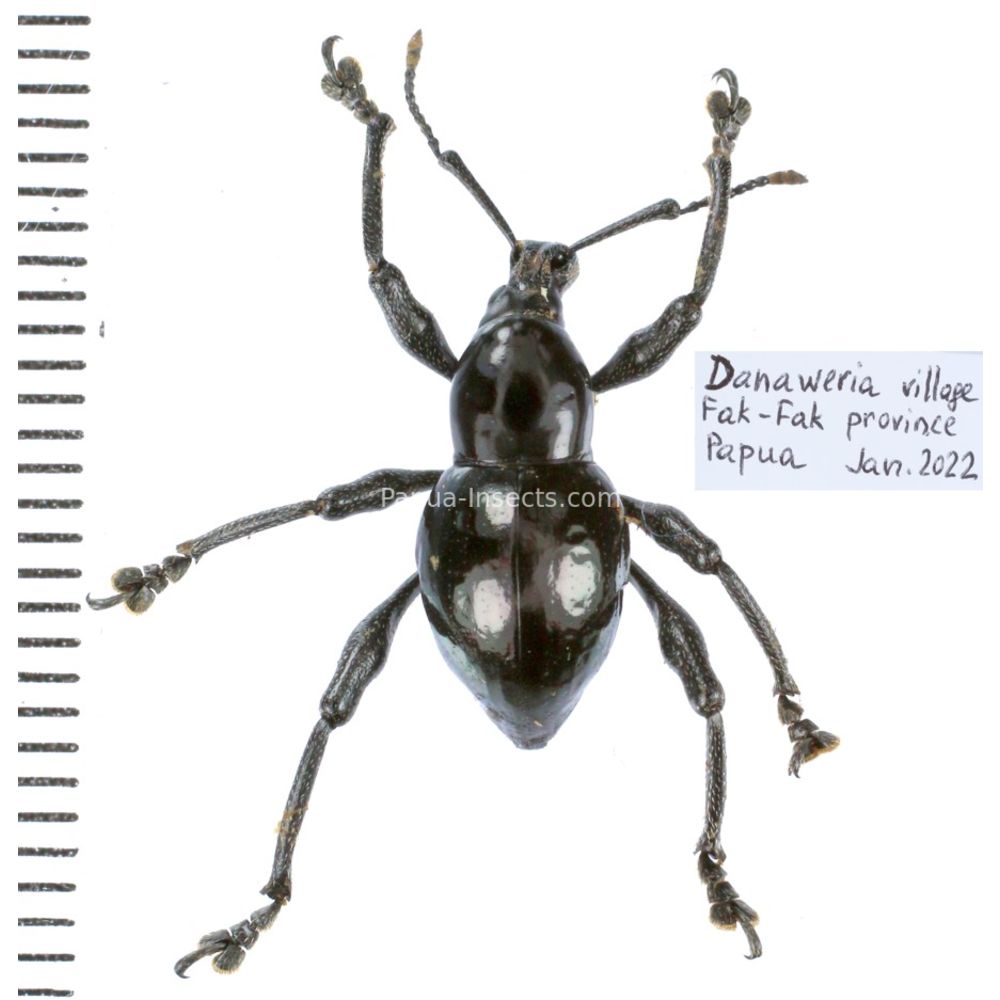 Behrensiellus sp. from Fak-Fak province, West Papua, Insonesia