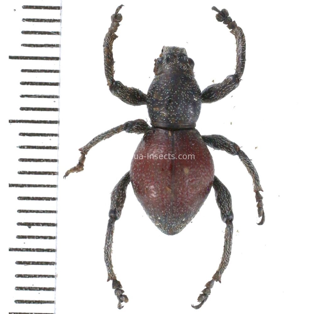 Pantorhytes sp. from Lae province, Papua New Guinea