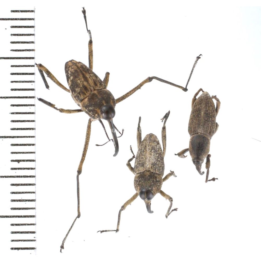 Mecopus sp. from Lae province, Papua New Guinea