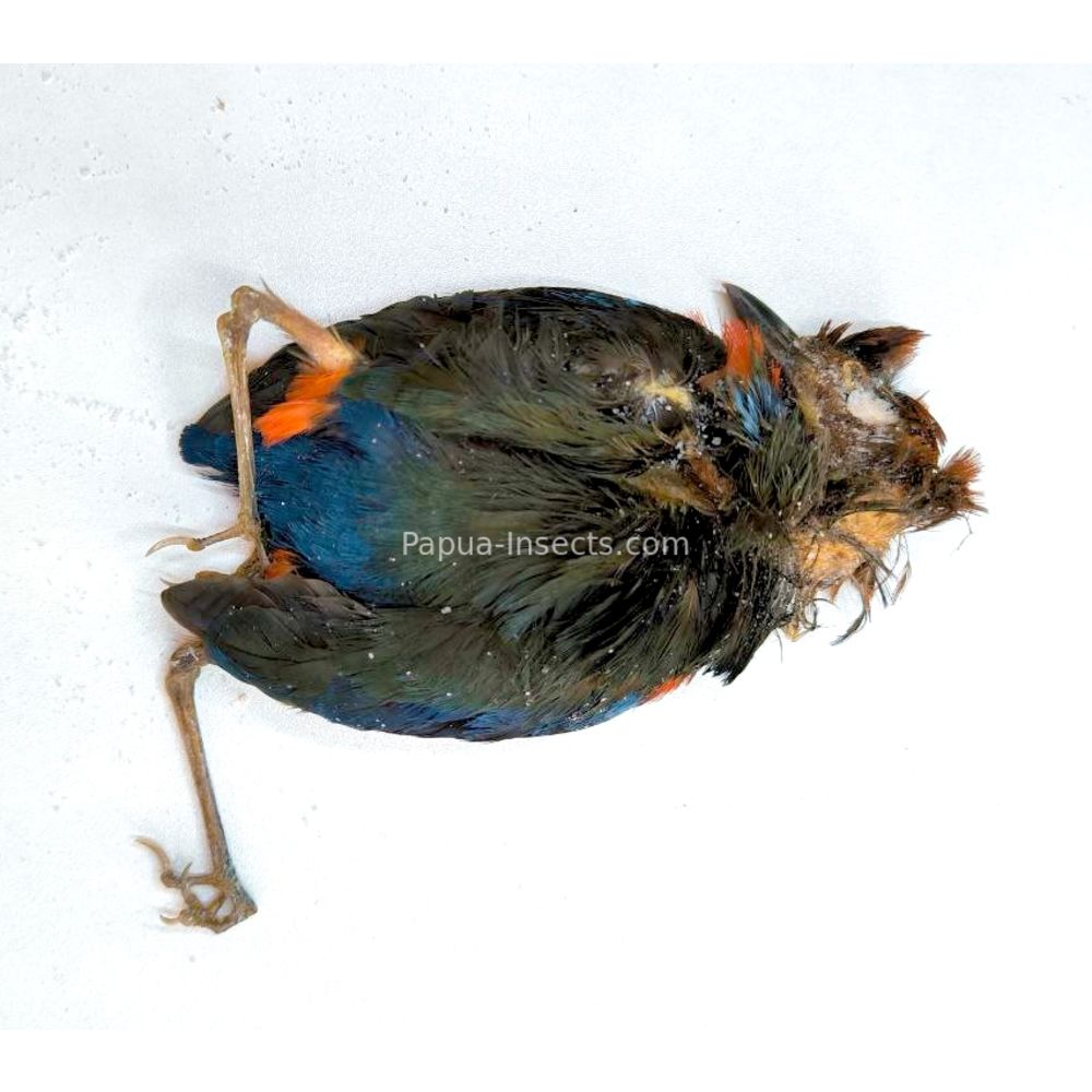 Papuan Pitta - Erythropitta macklotii salted bird skin for taxidermy from West Papua, Indonesia