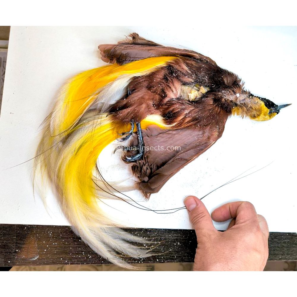 Lesser bird-of-paradise - Paradisaea minor salted bird skin for taxidermy from West Papua, Indonesia