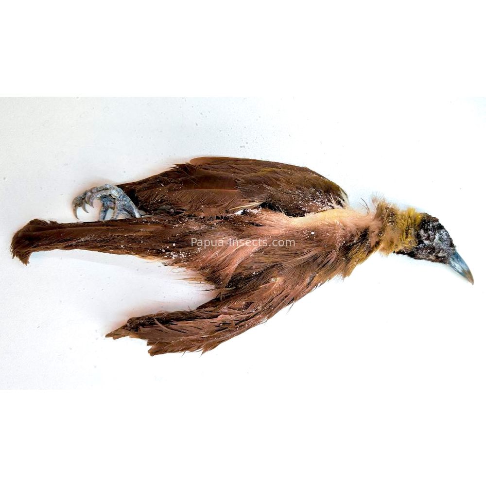 Paradisaea minor - female - salted bird skin for taxidermy from West Papua, Indonesia