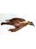 Paradisaea minor - female - salted bird skin for taxidermy from West Papua, Indonesia
