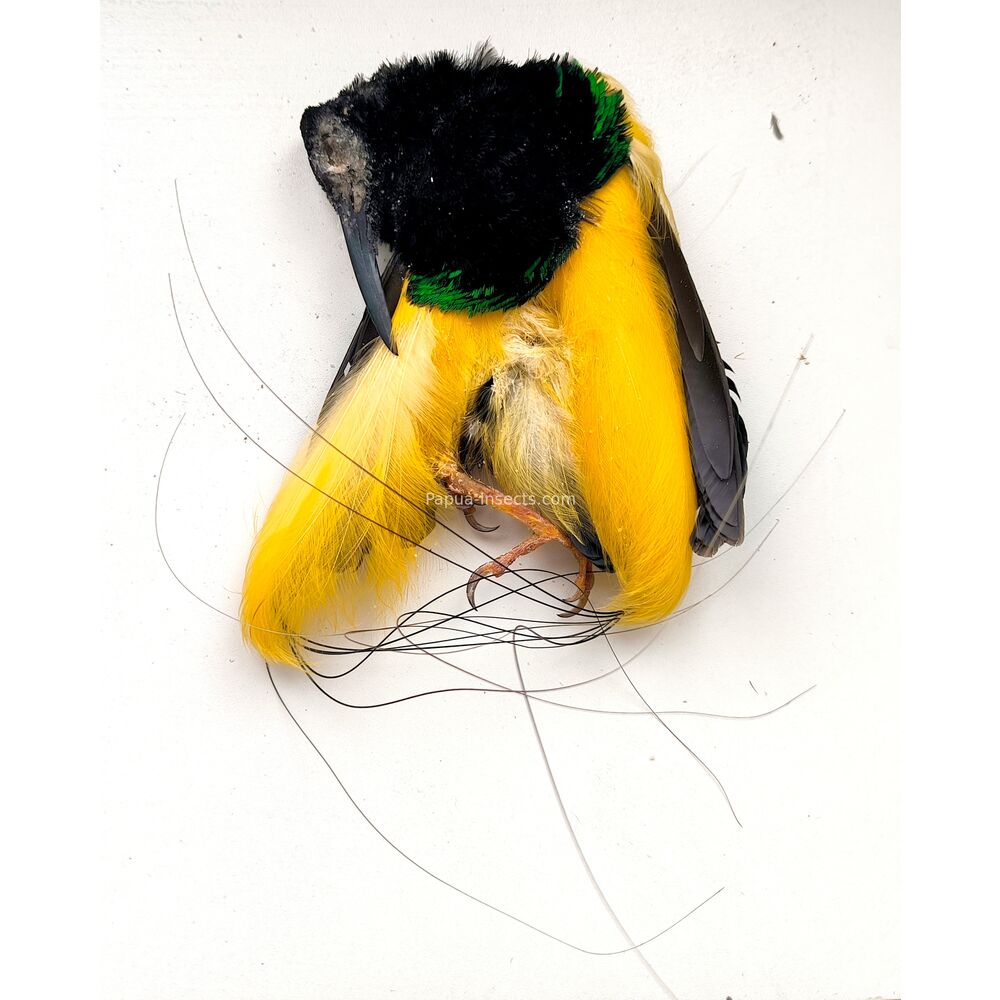 Twelve wired Bird - Seleucidis melanoleuca salted skin from Papua Indonesia RARE