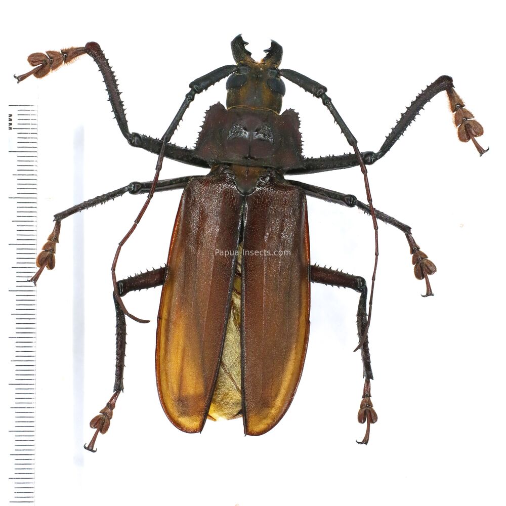 Remphan simeuluensis - 87mm+++