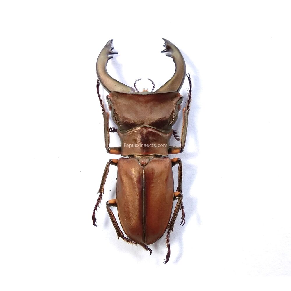 Cyclommatus margaritae - 38mm