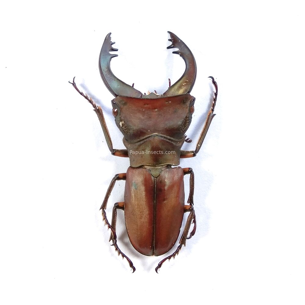 Cyclommatus margaritae - 42mm