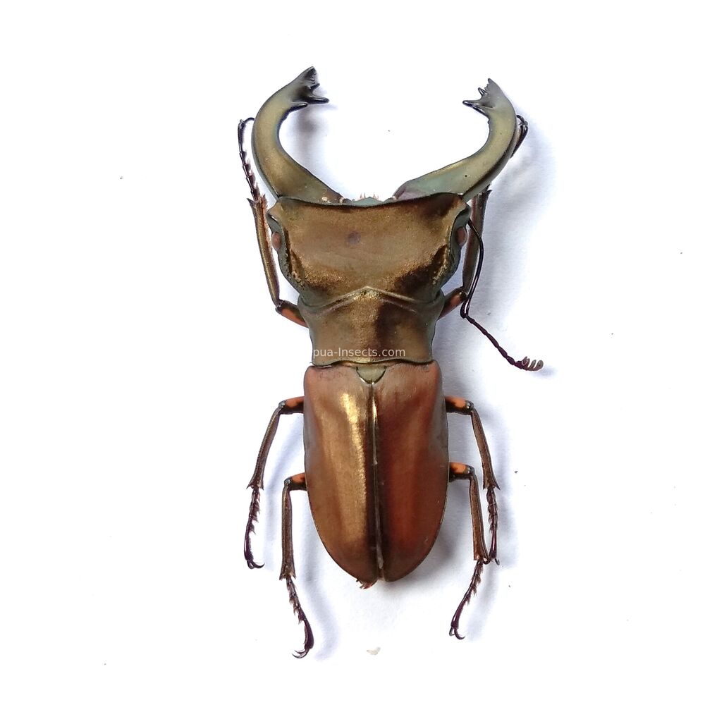 Cyclommatus margaritae - 41mm