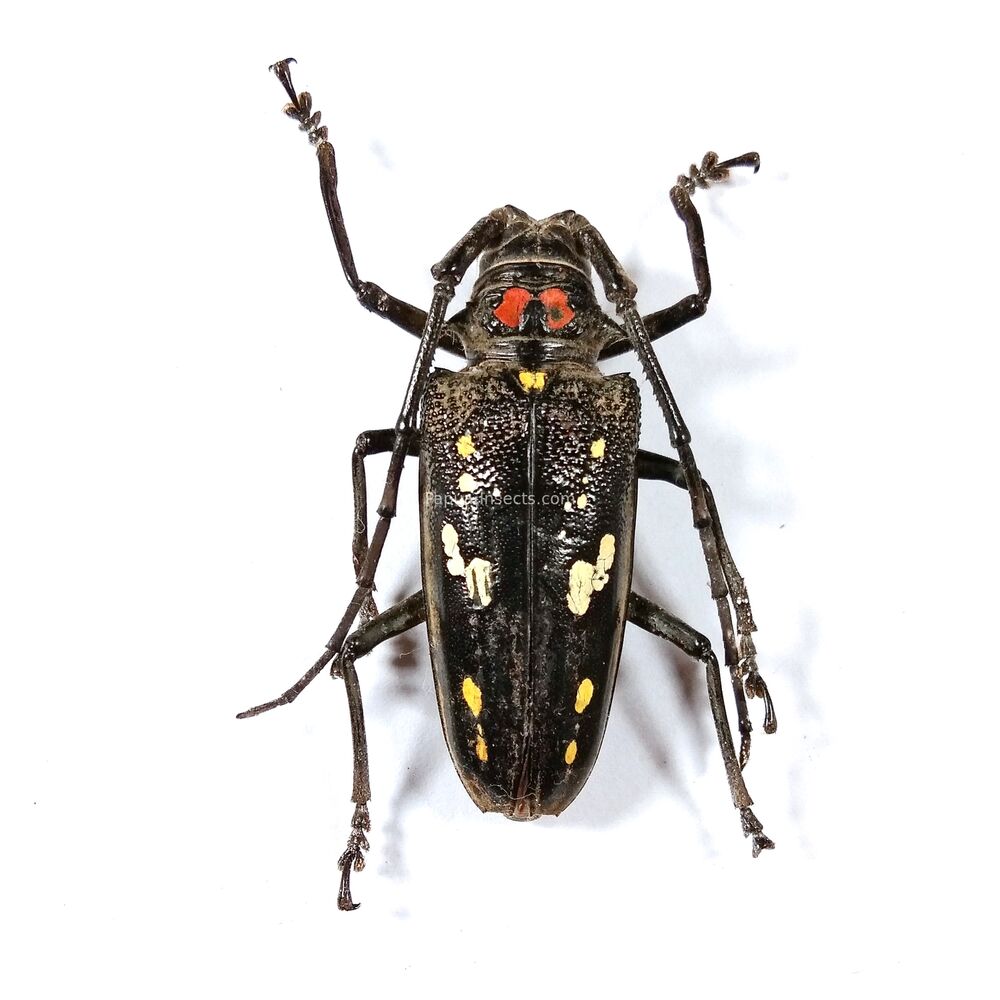 Batocera obiensis - Obi island - 52mm