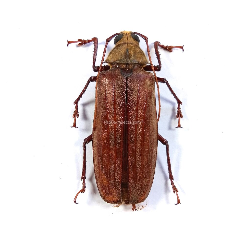 Xixithrus arfakianus - female - 56mm